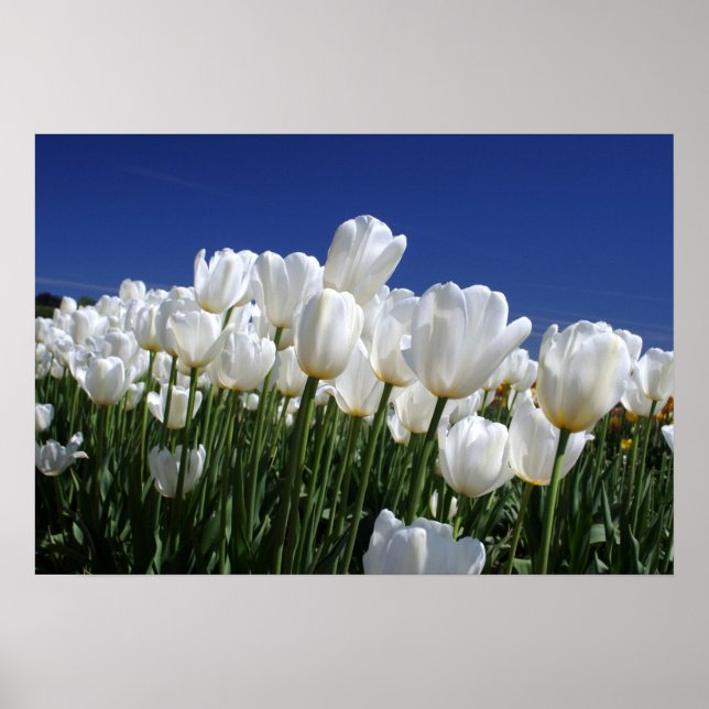 Mountain of Tulips on a perfect blue sky Poster (Front)