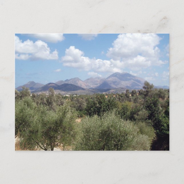 Mountain Olive Grove Scenic Postcard (Front)