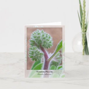 Mountain Phacelia — Native Notecard