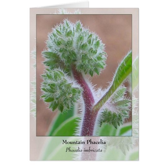Mountain Phacelia - Native Notecard