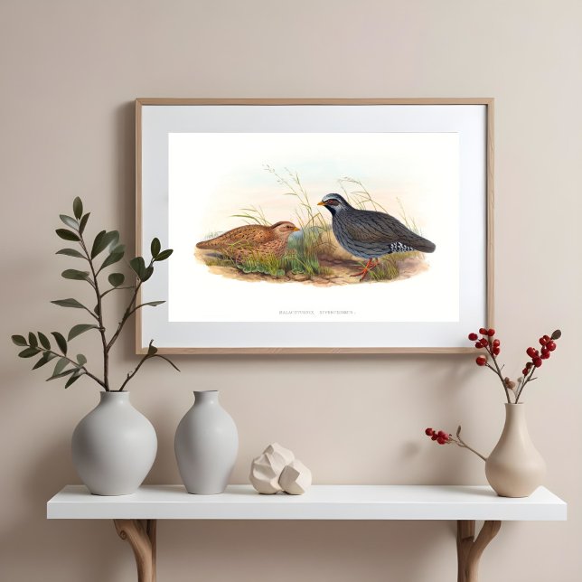 Mountain Quail Bird Illustrations Poster (Creator Uploaded)