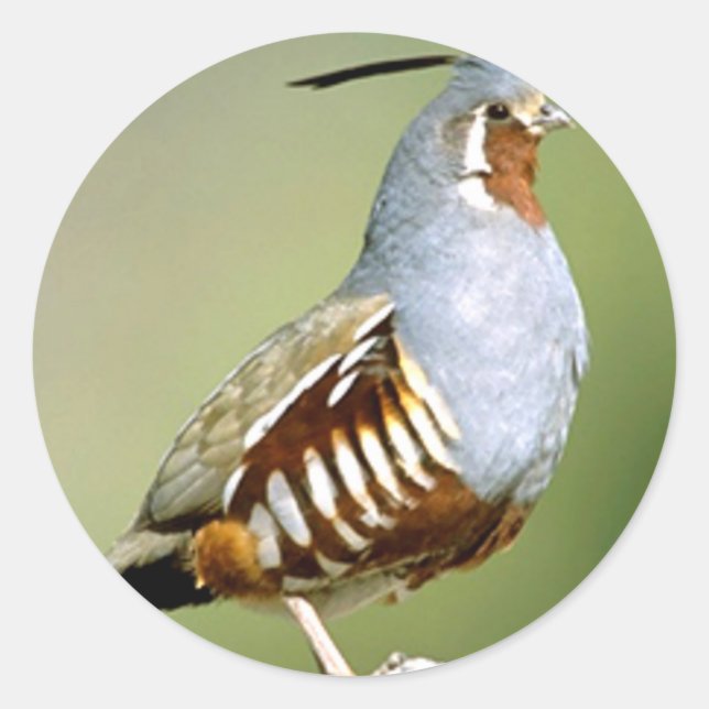 Mountain Quail Classic Round Sticker (Front)