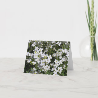 Mountain Rock Cress (Arabis alpina) card