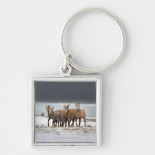 Mountain Sheep Family Key Ring
