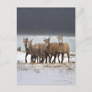 Mountain Sheep Family Postcard