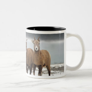 Mountain Sheep Family Two-Tone Coffee Mug