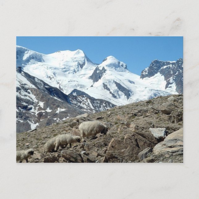 Mountain Sheep in Swiss Alps -- Postcard (Front)