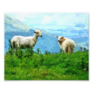 MOUNTAIN SHEEP PHOTO PRINT