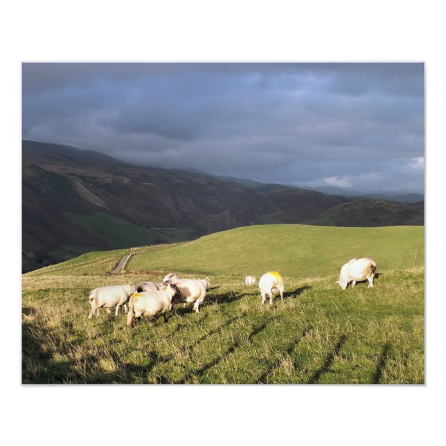 MOUNTAIN SHEEP PHOTO PRINT (Front)