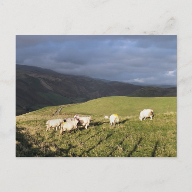 MOUNTAIN SHEEP POSTCARD (Front)
