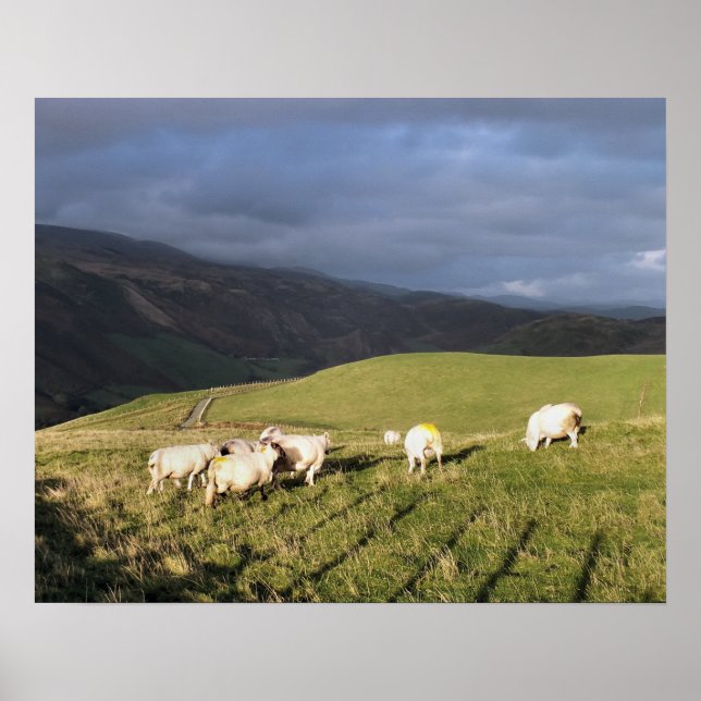 MOUNTAIN SHEEP POSTER (Front)