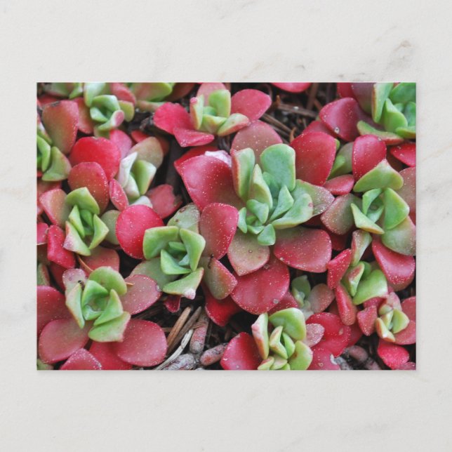 Mountain Succulent Flowers Postcard (Front)