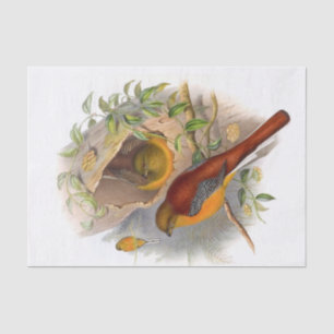 Mountain Trogon Decoupage Tissue Paper