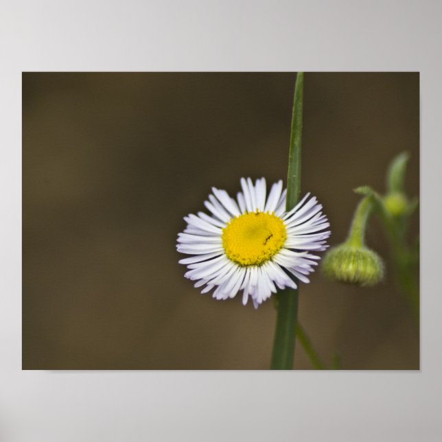 Mountain Wildflower Poster (Front)