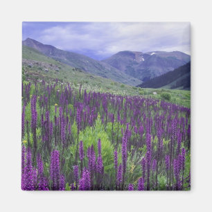 Mountains and wildflowers in alpine meadow, 2 magnet