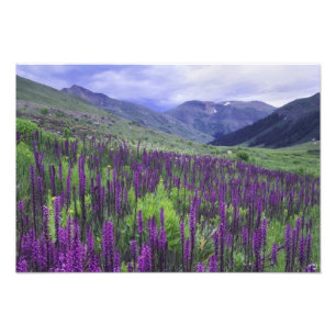 Mountains and wildflowers in alpine meadow, 2 photo print