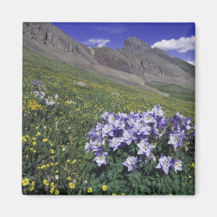 Mountains and wildflowers in alpine meadow, Blue Magnet