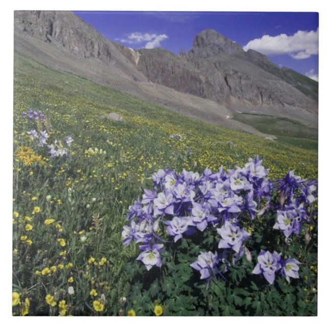 Mountains and wildflowers in alpine meadow, Blue Tile (Front)