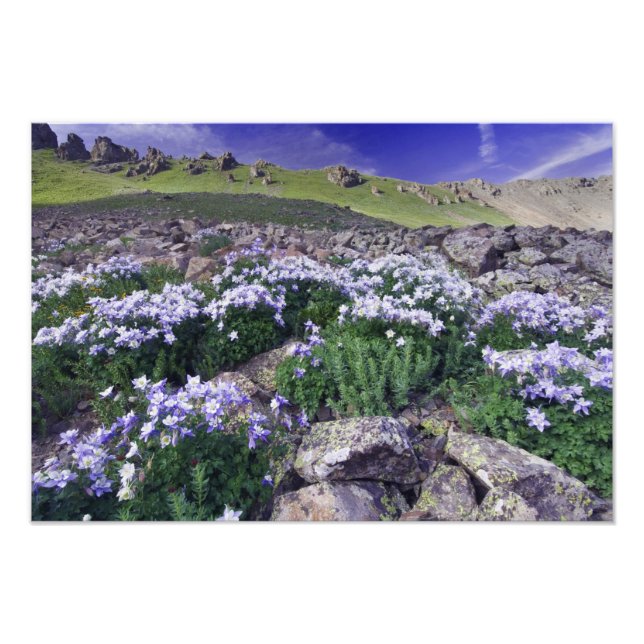 Mountains and wildflowers in alpine meadow, photo print (Front)