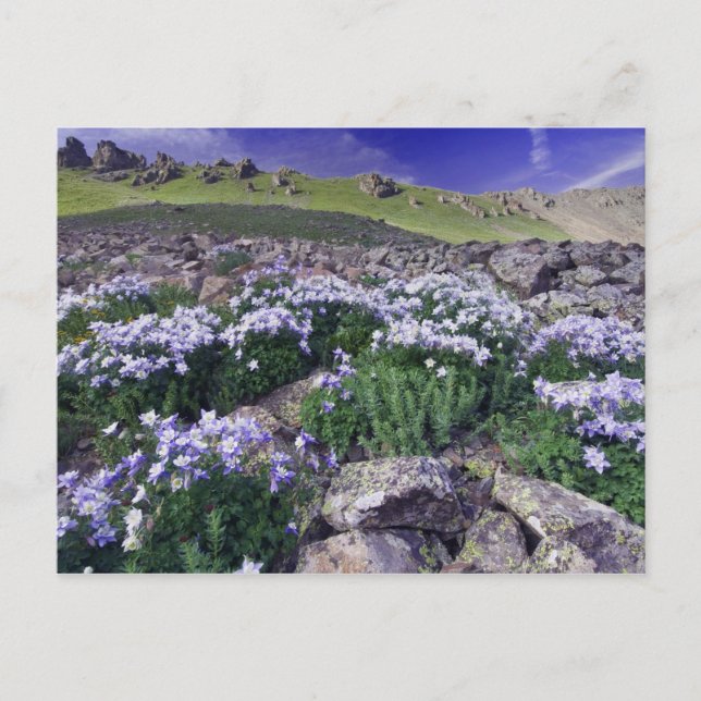 Mountains and wildflowers in alpine meadow, postcard (Front)