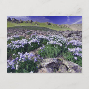 Mountains and wildflowers in alpine meadow, postcard