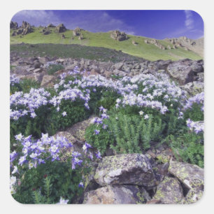 Mountains and wildflowers in alpine meadow, square sticker
