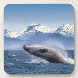 Mountains   Breaching Whale Glacier Bay, Alaska Coaster