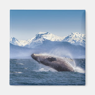 Mountains Breaching Whale Glacier Bay, Alaska Magnet