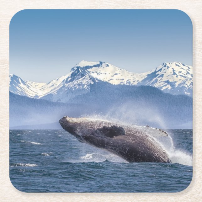 Mountains | Breaching Whale Glacier Bay, Alaska Square Paper Coaster (Front)