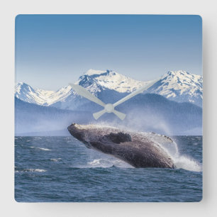 Mountains   Breaching Whale Glacier Bay, Alaska Square Wall Clock