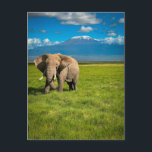 Mountains | Mount Kilimanjaro Tanzania, Africa Postcard<br><div class="desc">This amazing Getty Images photo features a white elephant with Mount Kilimanjaro in northeastern Tanzania,  Africa.</div>