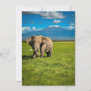 Mountains   Mount Kilimanjaro Tanzania, Africa Thank You Card