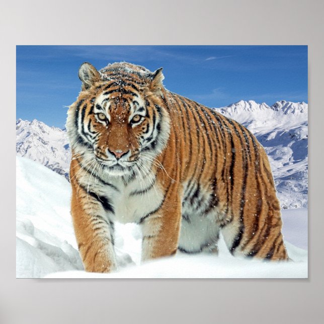 Mountains Nature Winter Photo Snow Tiger Poster (Front)