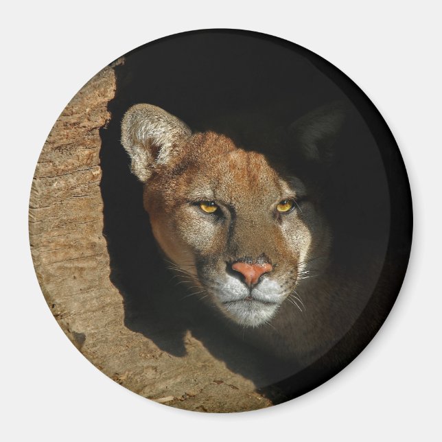 Mountian Lion Hiding in Log 3" Magnet (Front)