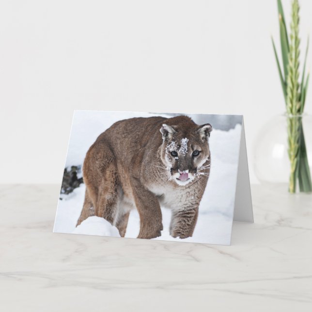 Mountina Lion on the Prowl Card (Front)