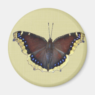 Mourning Cloak Butterfly - Nymphalis antiopa Magnet