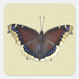 Mourning Cloak Butterfly - Nymphalis antiopa Square Sticker