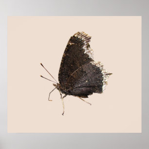 Mourning Cloak butterfly ~ print