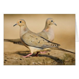 Mourning Dove