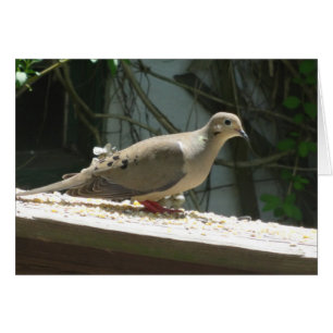 Mourning Dove