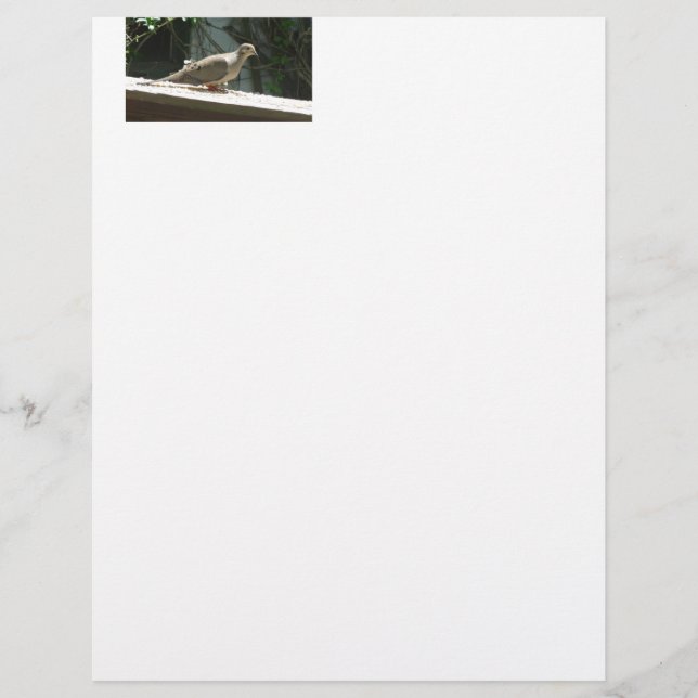 Mourning Dove (Front)