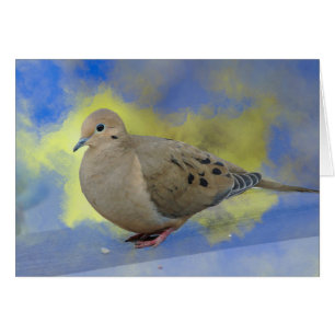 Mourning Dove
