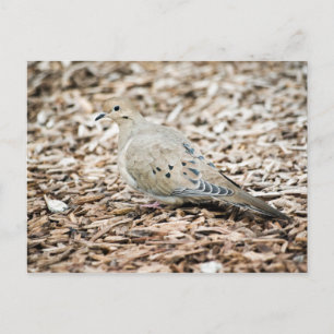 Mourning Dove 1 Postcard