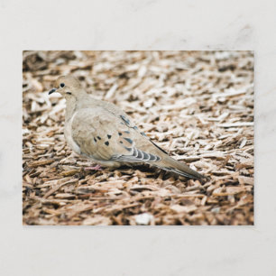 Mourning Dove 3 Postcard
