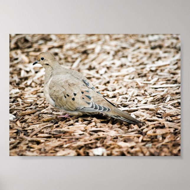 Mourning Dove 3 Print (Front)