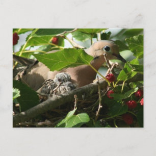 Mourning Dove and Baby Nesting in Mulberry Tree Postcard