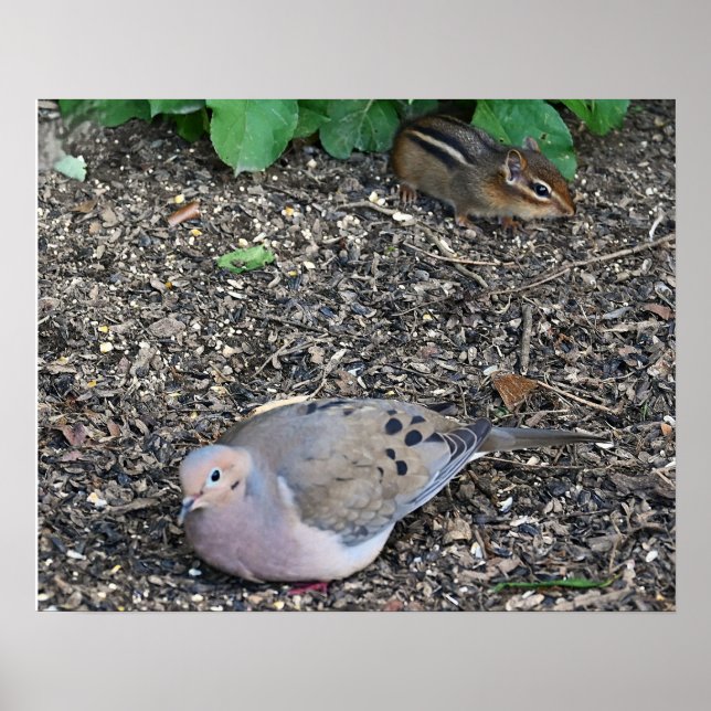 Mourning Dove and Chipmunk Poster  (Front)