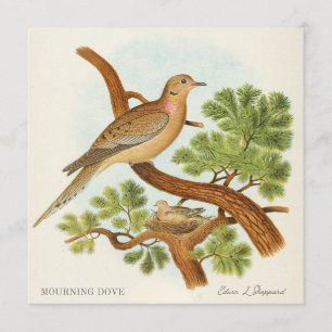 Mourning Dove by Edwin L. Sheppard