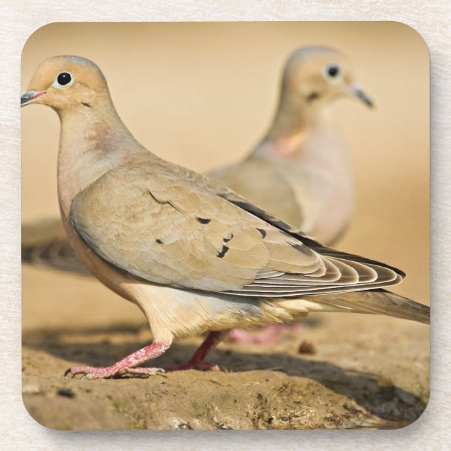 Mourning Dove Coaster (Front)