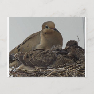 Mourning Dove Family Postcard